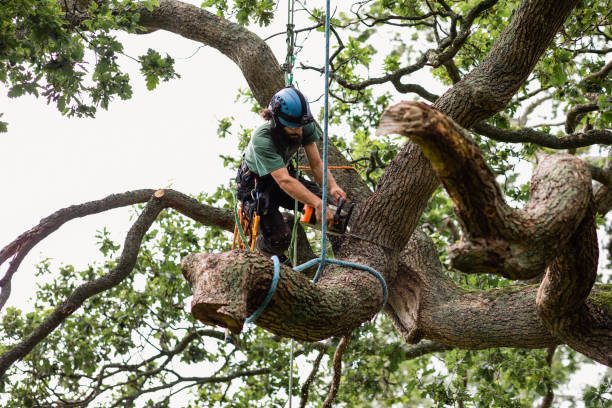 Trusted Slinger, WI Tree Services Experts